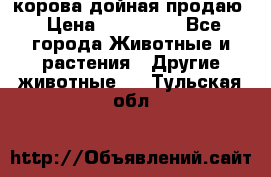 корова дойная продаю › Цена ­ 100 000 - Все города Животные и растения » Другие животные   . Тульская обл.